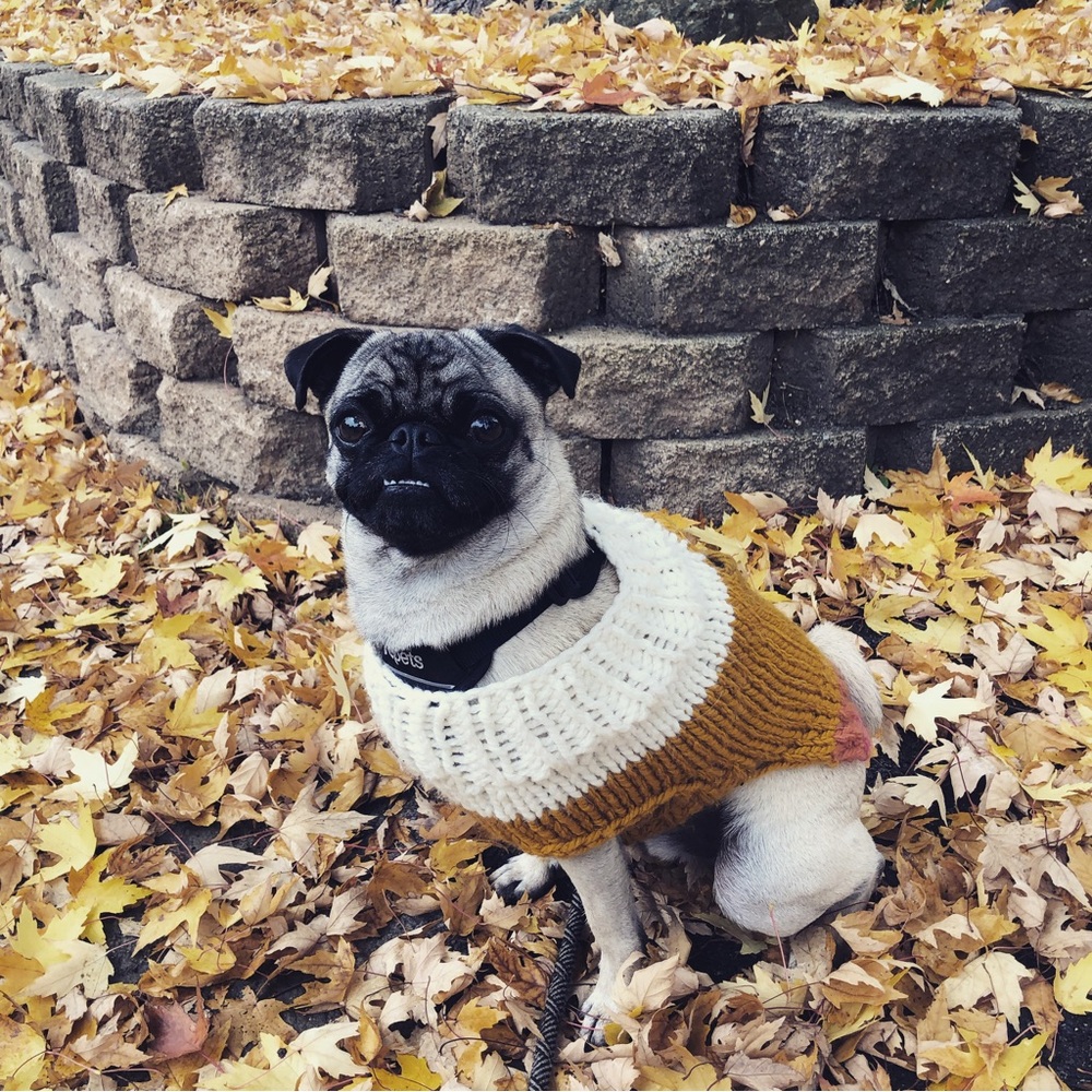 Pug Sweater Candy Corn